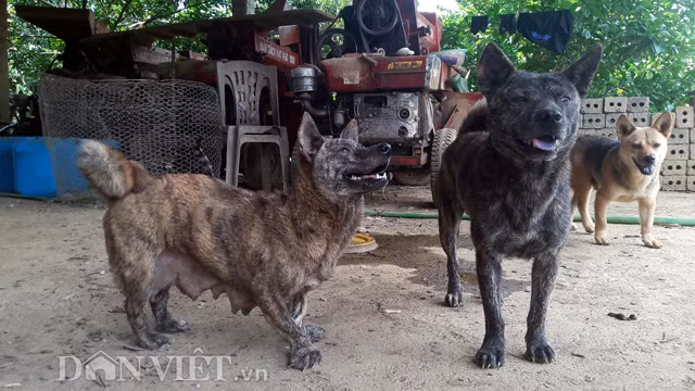 Khi đi nhìn dáng chú chó kỳ lạ lạch bạch, rất giống như gà.