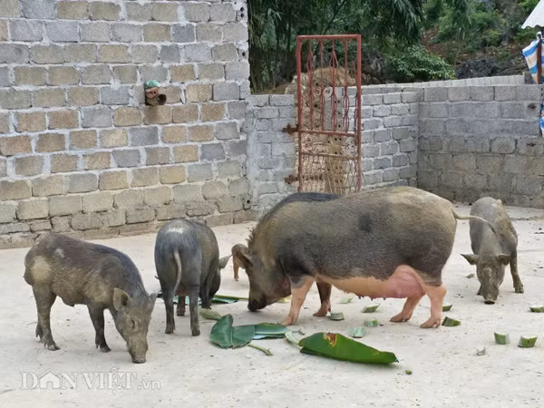 Vua lon rung tiet lo “tuyet chieu” kiem tram trieu moi nam-Hinh-2