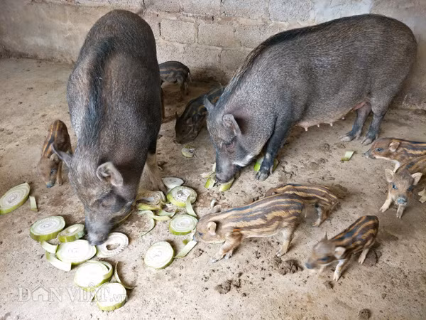 Vua lon rung tiet lo “tuyet chieu” kiem tram trieu moi nam