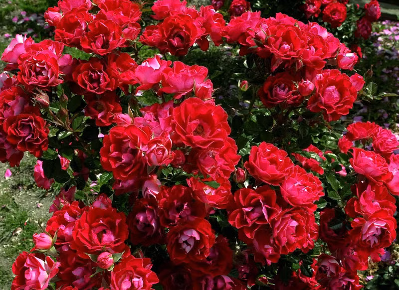 Hiện tại, hoa hồng có hơn 100 loài với màu hoa đa dạng.