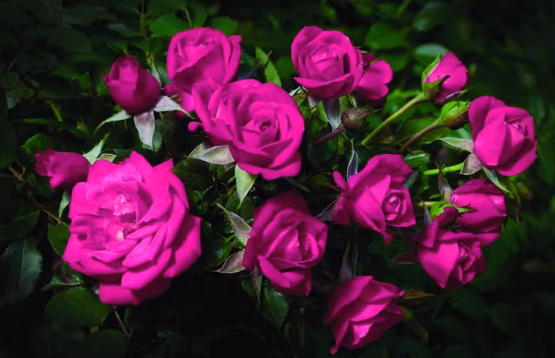  Hoa hồng là tên gọi chung cho các loài thực vật có hoa dạng cây bụi hoặc cây leo lâu năm thuộc chi Rosa, họ Rosaceae.