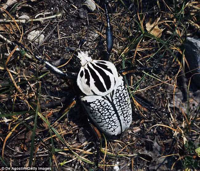 Bọ cánh cứng Goliath Sống chủ yếu tại khu vực nhiệt đới và cận nhiệt đới ở châu Phi, ấu trùng của bọ cánh cứng Goliath là ấu trùng nặng nhất thế giới với trọng lượng trung bình từ 80 đến 100 gram, nhưng cá thể trưởng thành chỉ có trọng lượng bằng một nửa. Bọ cảnh cứng Goliath thường được nuôi làm cảnh và thức ăn là thực phầm dành cho chó và mèo.