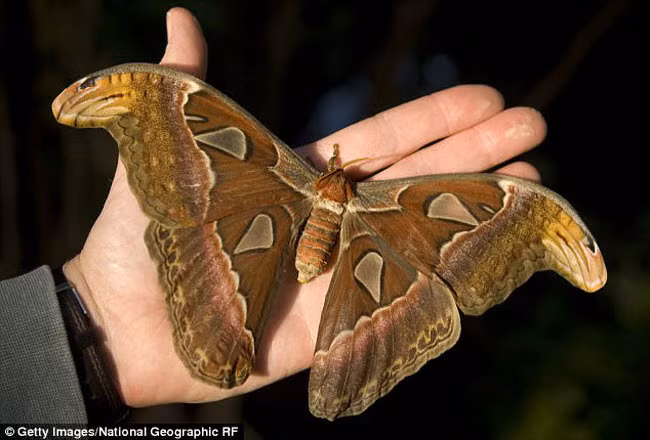 Bướm khế Được tìm thấy ở Đông Nam Á và Malaysia, bướm khế có sải cánh rộng 25cm và trở thành loài bướm đêm lớn nhất thế giới. Cá thể cá có trọng lượng và kích thước lớn hơn con đực, nhưng tuổi thọ của chúng chỉ kéo dài trong vài ngày.