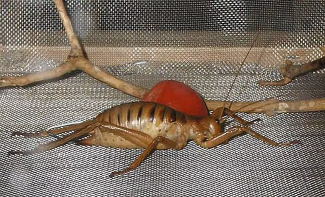 Dế weta khổng lồ Một số cá thể dế weta khổng lồ có trọng lượng lớn hơn một con chuột, khiến chúng trở thành loài côn trùng nặng nhất thế giới. Đây là loài côn trùng khổng lồ đặc hữu của New Zealand và chủ yếu sống trên đảo Little Barrier ở miền bắc Auckland.