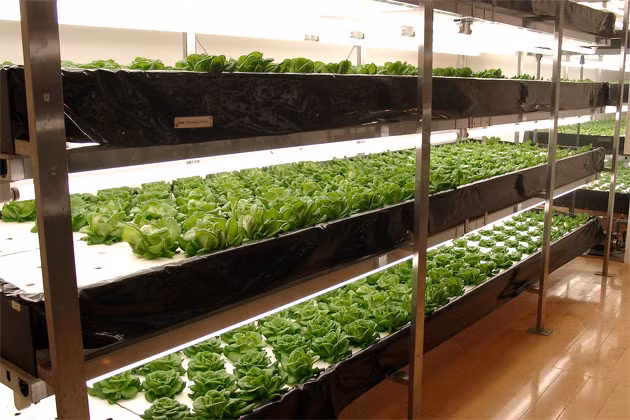 Toàn thể lãnh đạo và nhân viên của Pasona sẽ là người chăm sóc và thu hoạch chính cho khu vườn trong văn phòng này. Tất cả số lương thực, thực phẩm có được sẽ phục vụ cho các bữa ăn trong tòa nhà.