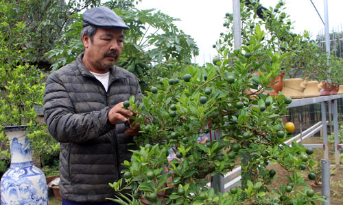 Ông Trương Ngọc Xuân đang chăm cây quất bonsai ghép cần thăng trong vườn nhà. Ảnh: Đức Thịnh