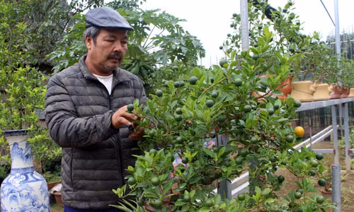Ông Trương Ngọc Xuân đang chăm cây quất bonsai ghép cần thăng trong vườn nhà. Ảnh: Đức Thịnh