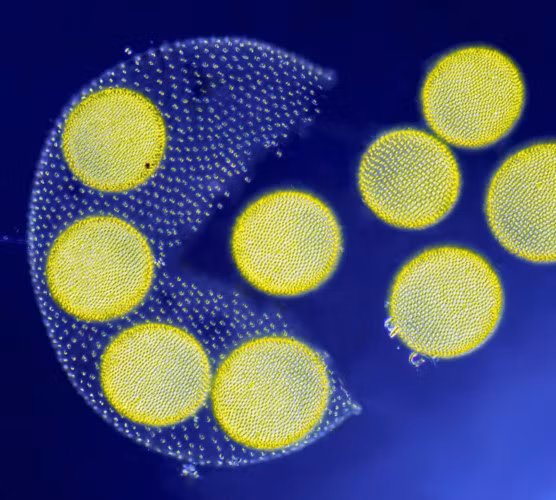 Nhưng chắc không nhiều người nghĩ đây là một miếng tảo biển.