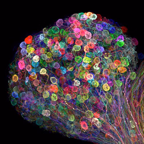 Ai có thể tin đây là phần hạch ở mi mắt của một chú gà?