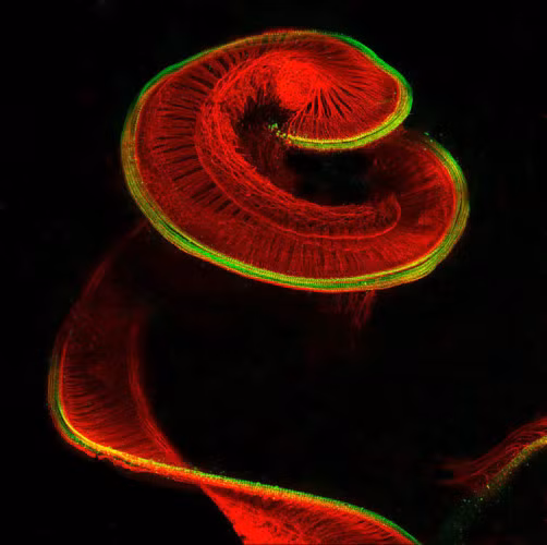 Phần ốc tai của một chú chuột.