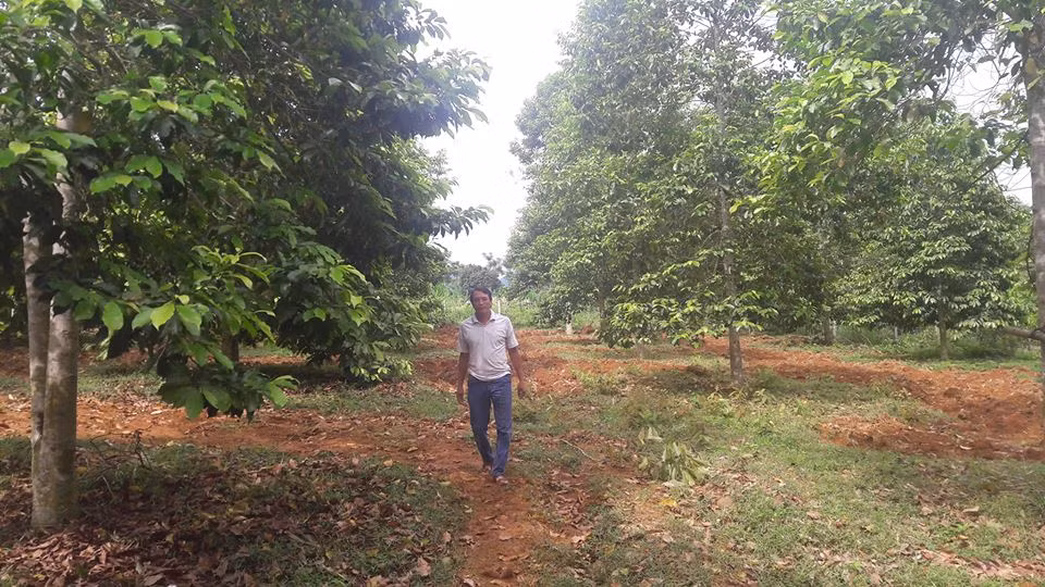 Ông Giang lại có suy nghĩ rất khác, ông cho rằng, cây dổi có giá trị riêng của nó, không phải ai cũng nhìn ra. Cây dổi vốn là một loài gỗ quý, thớ mịn, không cong vênh và có mùi thơm, chỉ có người giàu mới dám dùng đồ mộc gỗ dổi như cửa, tủ, bàn ghế và làm phản. Hạt dổi nướng than giã nhỏ trộn muối, làm món chấm thịt gà, thịt lợn hoặc nấu canh canh cá măng chua là món ăn độc đáo của người dân vùng Tây Bắc. Và do nhu cầu của thị trường ẩm thực trong nước, hạt dổi thơm dùng làm gia vị mấy năm nay rất có giá. Hơn nữa, giờ nhà nước đã đóng cửa rừng, sau 10-15 năm, mỗi cây dổi trị giá hơn cả cây vàng.