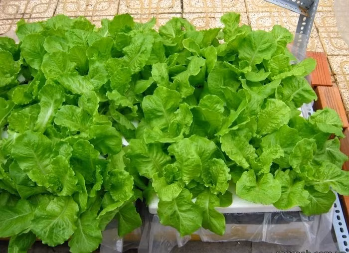 Xà lách Xà lách cũng là loại rau rất ưa thời tiết mát mẻ, bạn nên trồng rau xà lách vào thời điểm đầu thu cho đến đầu đông. Ở những quốc gia có thời tiết nóng ẩm như Việt Nam, bạn có thể trồng cây xà lách ở những chiếc chậu trong nhà, cây sẽ phát triển rất tốt. Hãy chú ý bón phân và tưới nước đầy đủ để xà lách phát triển tốt nhất. Thông thường bạn sẽ mất 40-45 ngày là có thể thu hoạch xà lách kể từ khi gieo hạt.