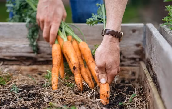 Cà rốt Cà rốt hay các loại rau củ như củ cải thường sẽ phát triển tốt nhất trong tiết trời mùa thu mát mẻ. Vì vậy, bạn nên ươm mầm cây ngay từ lúc này để cà rốt, củ cải đường mau lớn và ít sâu bệnh. Khi những cây con xuất hiện, bạn nên ủ quanh gốc bằng mùn rơm để giữ cho đất luôn ẩm ướt và đủ nước. Bạn chỉ mất 38-56 ngày là có thể thu hoạch các loại củ quả này rồi.