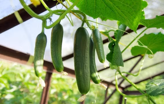 Dưa chuột Nếu trồng dưa chuột trong khoảng thời điểm này, bạn sẽ chỉ mất một khoảng thời gian rất ngắn để có thể có được những quả dưa chuột giòn ngon. Dưa chuột phát triển rất tốt trong thời tiết cuối hè, đầu thu. Bạn sẽ chỉ mất 48-58 ngày để có thể thu hoạch được những quả dưa chuột tươi non trong vườn nhà.