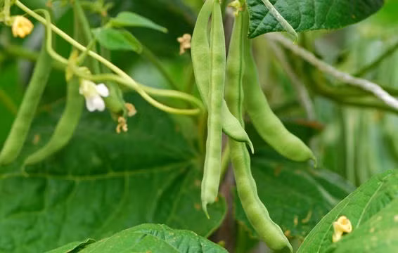 Đậu đũa Vào thời điểm cuối hè, đầu thu, thời tiết đã mát mẻ hơn giúp những cây đậu đũa phát triển rất nhanh vì đậu đũa là cây không ưa nhiệt. Bắt tay vào trồng đậu đũa ngay bây giờ, bạn chỉ mất từ 50-55 ngày để có thể thu hoạch được đậu đũa.