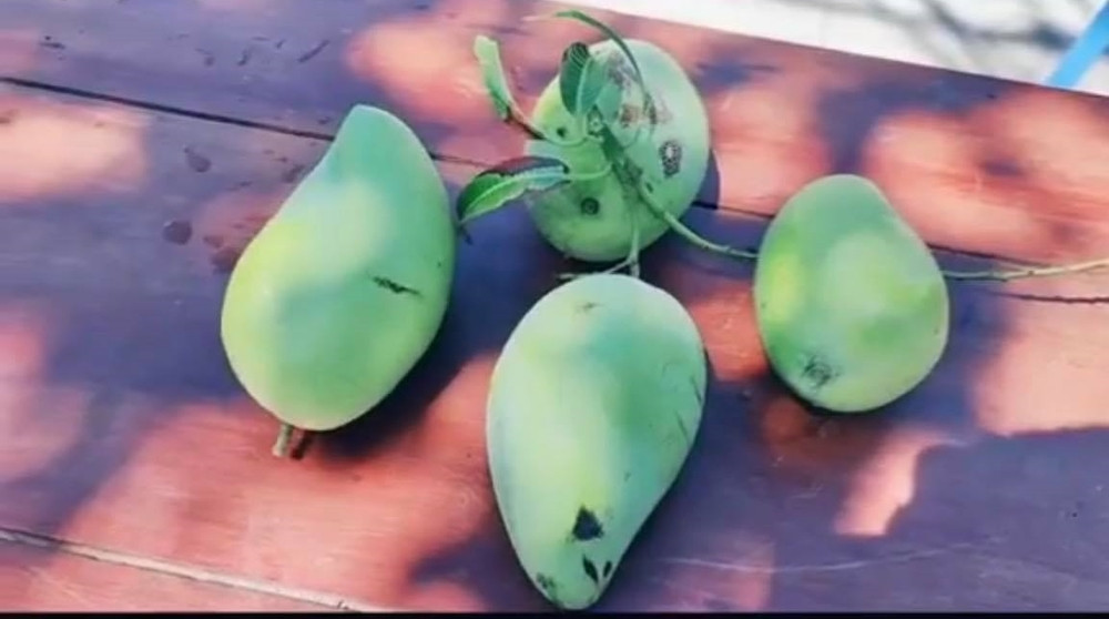 Và đây là thành quả của nhóm nhân viên y tế sau khi cùng nhau trèo lên hái xoài. Hầu hết người xem clip xong đều để lại bình luận bày tỏ sự thích thú trước sự dễ thương của lực lượng tuyến đầu chống dịch.