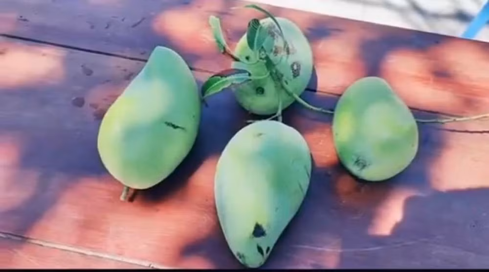 Và đây là thành quả của nhóm nhân viên y tế sau khi cùng nhau trèo lên hái xoài. Hầu hết người xem clip xong đều để lại bình luận bày tỏ sự thích thú trước sự dễ thương của lực lượng tuyến đầu chống dịch.