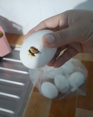 Được biết, do đang thực hiện giãn cách xã hội nên cô đã dự trữ thực phẩm trong nhà. Có lẽ vì để lâu chưa dùng đến nên số trứng vịt lộn được để trong túi nilon và treo trong bếp đã nở ra những chú vịt con. Giữa đêm, tiếng vịt kêu đã khiến cho cô gái phải đi tìm.