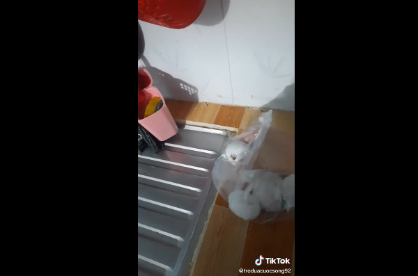 Cụ thể, cô gái này cho biết, đang nửa đêm thì phát hiện có tiếng động lạ trong nhà, dù rất sợ nhưng cô rất lo lắng nên đã phải đi tìm kiếm khắp nơi xem chuyện gì đang xảy ra. Và cảnh tượng trước mắt khiến bản thân cô gái này phải tá hỏa.