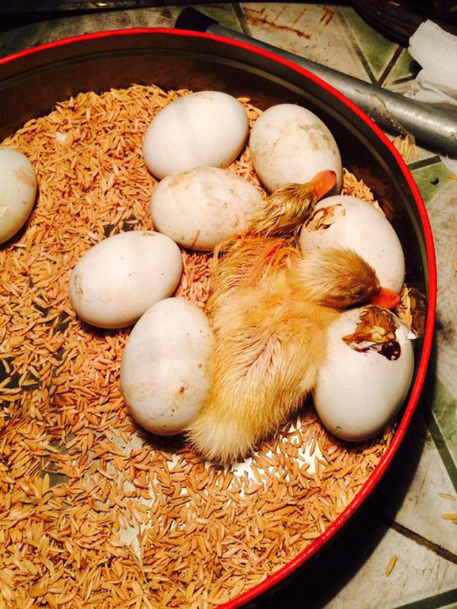 Có nhiều trường hợp mua trứng gà lộn, vịt lộn về định ăn nhưng kết quả lại thu được những con vật vô cùng đáng yêu.