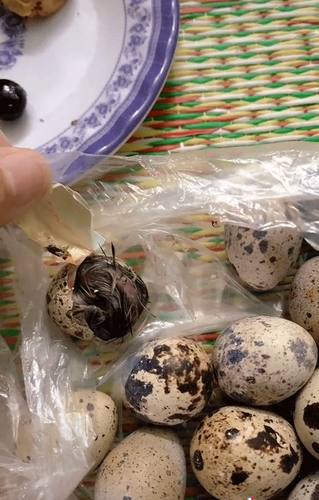 Cô gái mua trứng về dự trữ thực phẩm ăn dần. Tuy nhiên chưa kịp thưởng thức thì số trứng cút đó đã nở thành con lúc nào không hay.