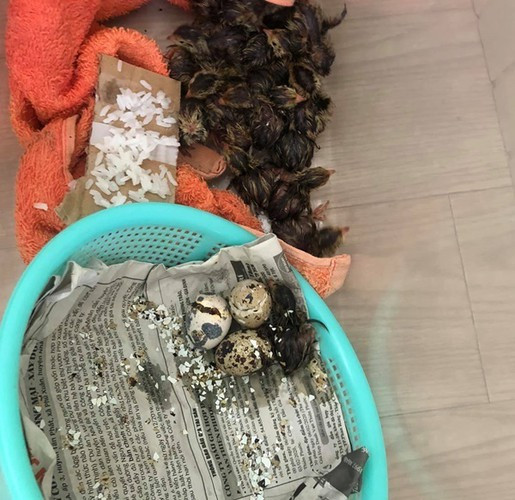 Theo lời khuyên của nhiều người, nếu tích trữ chỉ nên chọn trứng vịt thường, không ai tích trữ trứng vịt lộn. Ảnh: Tổng hợp