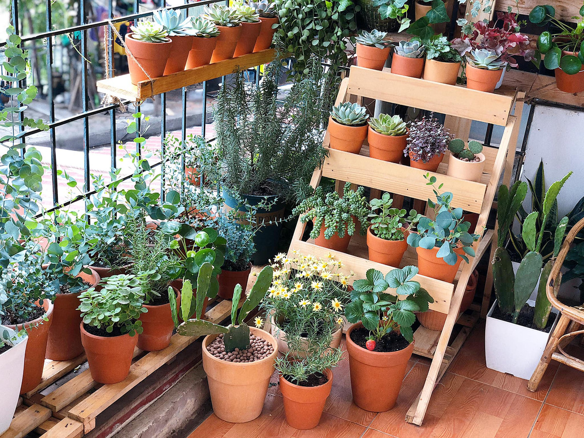 Được biết, mỗi ngày, chị Nghĩa dành ít nhất 30 phút để tưới cây, chăm sóc cây. Mỗi tuần, chị cũng thường dành 1 ngày để dọn dẹp hoặc sắp xếp lại các cây, tỉa lá hoặc phơi nắng cho những cây cần ánh nắng.