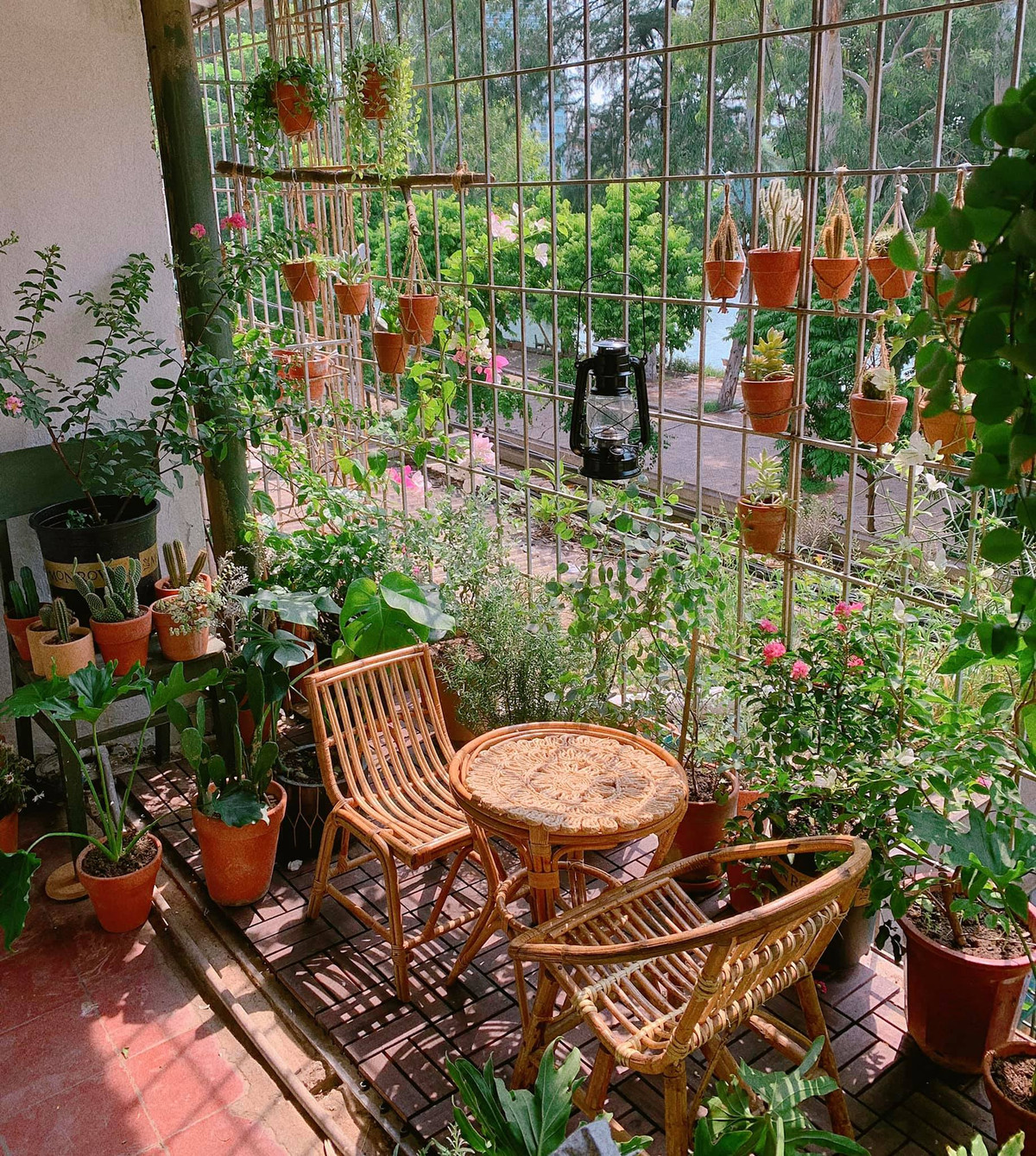 Không chỉ có cây cảnh để trang trí, chị còn trồng thêm một số cây để ăn như dâu tây, bạc hà...