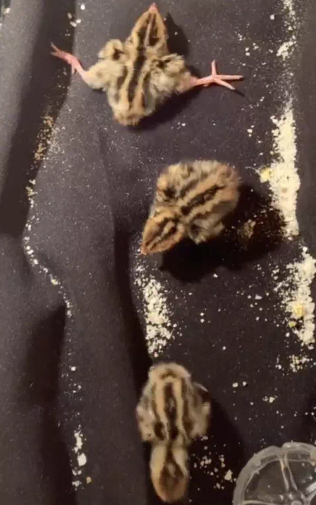 Dù đã tích trữ đồ ăn trong tủ lạnh, thế nhưng vẫn có tận 10 chú chim cút ra đời. Theo chủ bài đăng, cô quyết định sẽ nuôi chúng lớn và đem thả phóng sinh.