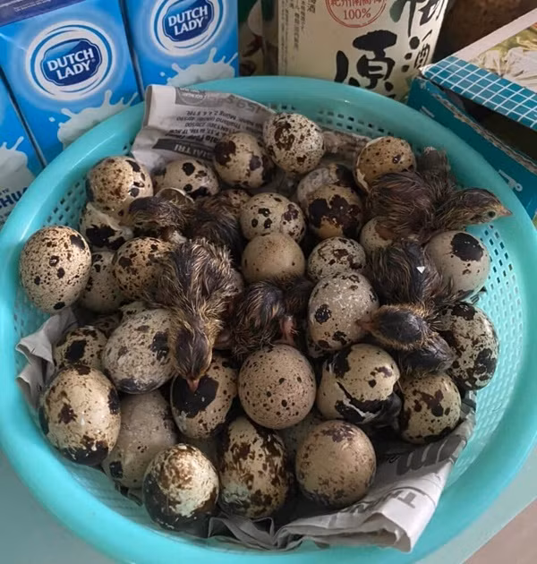 Nhiều người mua trứng về ăn nhưng lại trở thành nông dân bất đắc dĩ khi chúng liên tục nở thành con.