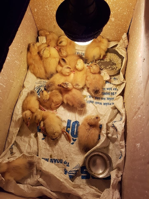 Một cô gái khác mua trứng về làm thức ăn cho cún cưng thì nào ngờ vài ngày sau chúng đã nở, biến thành những chú vịt con xinh xắn.