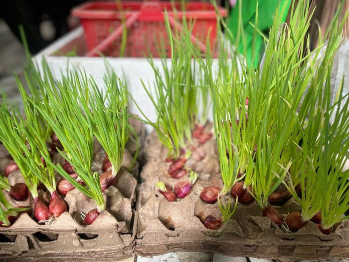 Đặc biệt, một số người còn chia sẻ tình cảnh tương tự khi trồng rau và để bên ngoài.