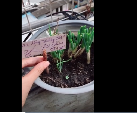 Tuy nhiên mới đây, một cô gái lại phải "khóc ròng" với thành quả tự trồng hành lá của mình. Cụ thể, đến ngày gặt hái thành quả cô nàng mới ngớ người khi có một ai đó đã tự ý đến cắt mất hành của cô mà không kịp xin phép.