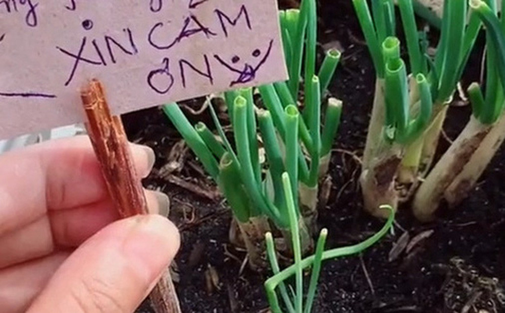 Theo chia sẻ, hành động này đã lặp lại đến lần thứ 2, vì không biết thủ phạm nên cô nàng đã gắn luôn biển chống trộm ngay chậu hành.