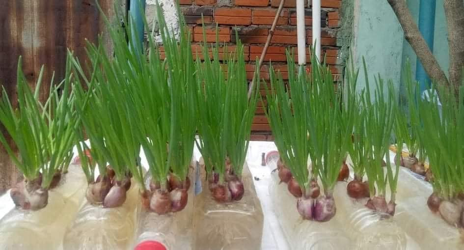 Bên cạnh đó, một số cư dân mạng còn chia sẻ tình cảnh tương tự khi trồng rau và để bên ngoài và bị lấy mất lúc nào không hay.