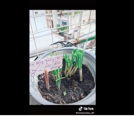 Bên dưới phần bình luận, ai cũng tỏ ra ngán ngẩm với hành động của người cắt trộm hành này: "Lấy hành thì phải xin phép chứ, mất lịch sự quá", "Dày công chăm sóc mà bị lấy đi quả thực rất khó chịu",...