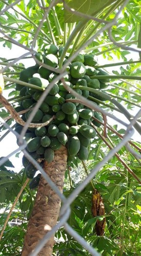 Cây đu đủ dù khiến nhiều người thèm khát vì quả mọc kín cả thân. Với số quả trên cây như vậy thì cũng là một cây đu đủ thú vị khiến chủ nhân mát mày mát mặt. Ảnh: Tổng hợp