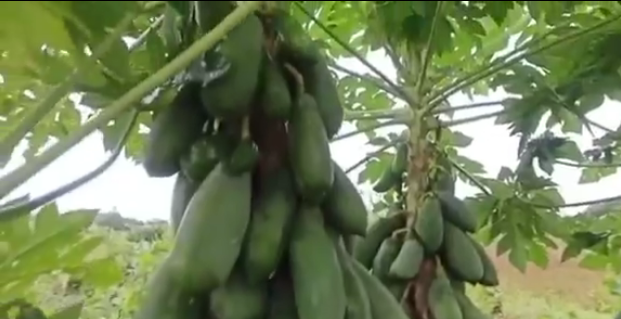 Thông thường cây đu đủ chỉ có một ngọn, còn 2-3 ngọn cũng thuộc hàng hiếm gặp. Vậy nên cây đu đủ này với 9 nhánh đã nhanh chóng thu hút sự chú ý của nhiều người.