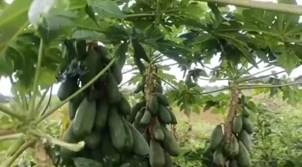 Trong clip, có thể thấy từ vị trí bị gãy của cây đu đủ đã mọc ra rất nhiều nhánh. Mỗi nhánh như một cây mới, phát triển tốt và ra rất nhiều quả.