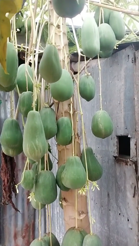 Cây đu đủ này thu hút sự chú ý nhờ việc nó ra quả khá nhiều, và cách mọc quả "thòng lòng" hết xuống đất khiến netizen hết sức thích thú.