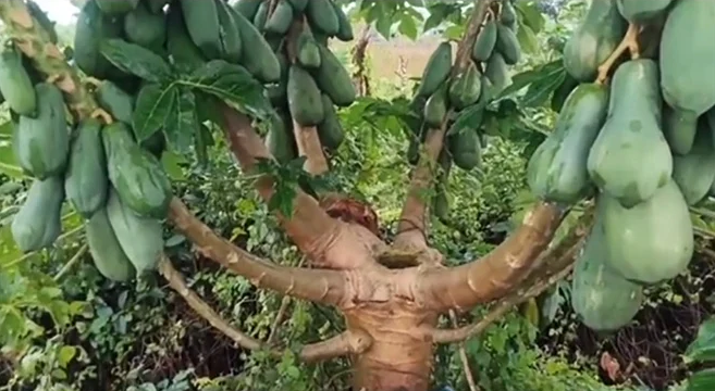 "Trời ơi cây đu đủ này phải bán được 7 tỷ."; "Theo tôi cây này phải trên 7 tỷ, chưa thấy cây nào mọc siêu dị như vậy",... là những bình luận từ cư dân mạng.