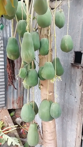 Trước đây có khá nhiều cây đu đủ "đột biến" gây chú ý với các ra quả cực kỳ dị biệt. Mỗi lần xuất hiện là netizen được dịp tò mò, thậm chí còn thử tài định giá.