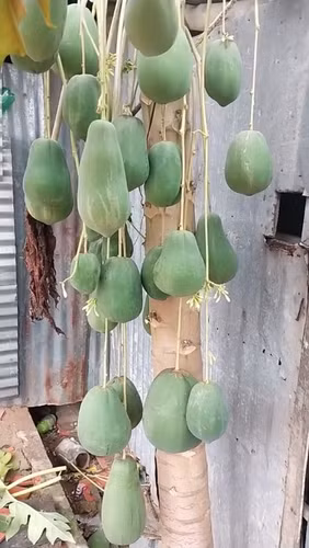 Trước đây có khá nhiều cây đu đủ "đột biến" gây chú ý với các ra quả cực kỳ dị biệt. Mỗi lần xuất hiện là netizen được dịp tò mò, thậm chí còn thử tài định giá.