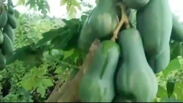 Sau khi chia sẻ lên MXH, cây đu đủ độc lạ này khiến cư dân mạng trầm trồ và còn thi nhau định giá với những con số lên tới vài tỷ đồng.