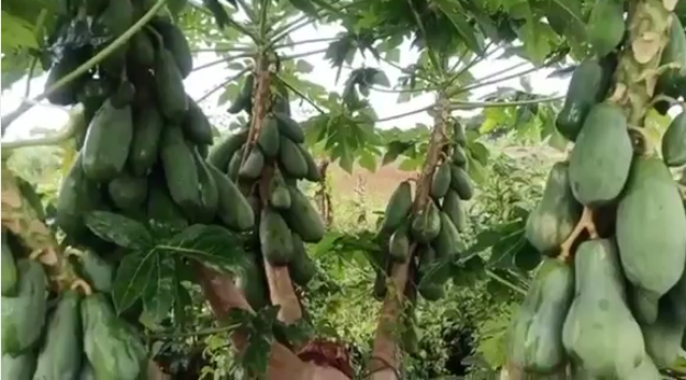 Mới đây, trên MXH xuất hiện một đoạn clip ghi lại hình ảnh cây đu đủ mọc quả siêu nhiều thu hút sự chú ý của cư dân mạng.