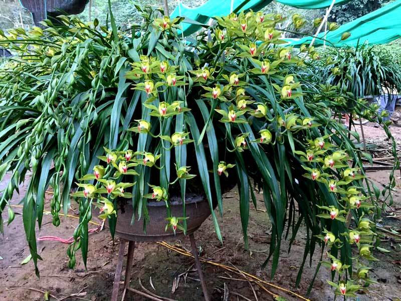 Huyen thoai 'giac mong vua Tran': 100 trieu/chau dia lan choi Tet