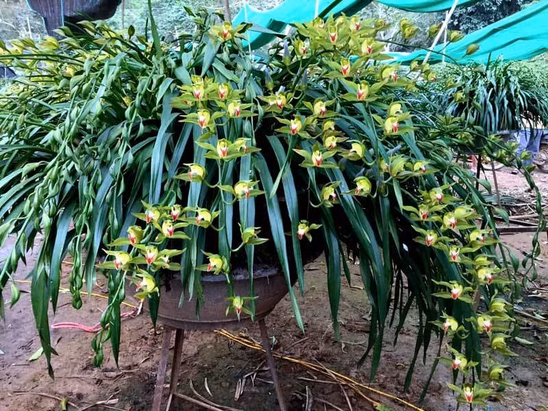 Huyen thoai 'giac mong vua Tran': 100 trieu/chau dia lan choi Tet