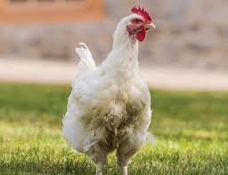 Bạch Kê Tinh làm như vậy vì nó sẽ dùng những mảnh linh hồn đó để hồi sinh trong trường hợp không may gặp điều xui xẻo. Nó được cho là luôn ngậm trong mỏ cuốn sách dạy phép thuật kỳ bí.