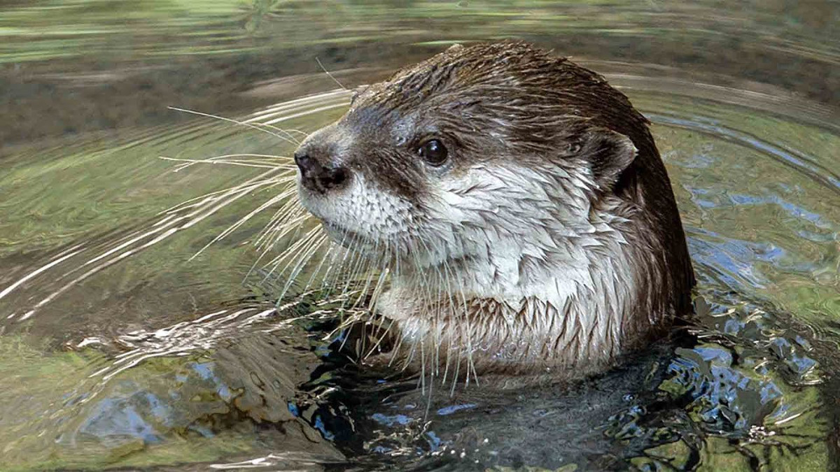 Nếu con rái cá thành tinh "thích" người phụ nữ nào thì nó sẽ lên bờ và hãm hiếp nạn nhân.