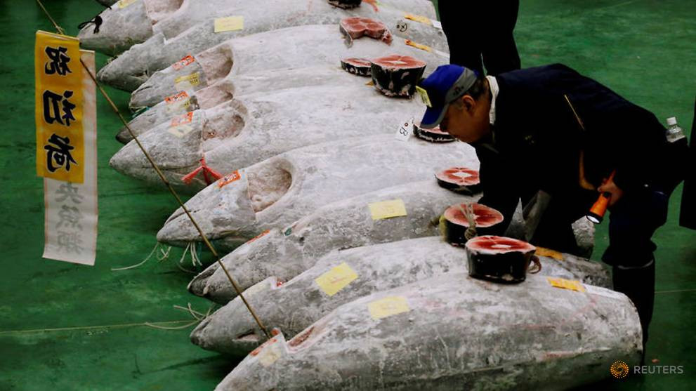 Chợ cá mới ở quận Toyosu có phiên đấu giá đầu tiên hôm 11/10/2018 sau khi phải tạm ngừng hoạt động trong 4 ngày để phục vụ cho việc di dời khỏi vị trí cũ ở quận Tsukiji.